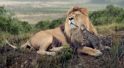 Los leones y los gatos domésticos, miembros de la misma familia, son diferentes, pero se parecen.