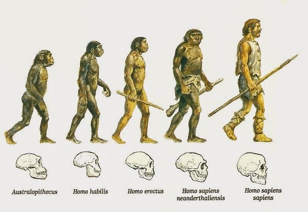 Evolución de los homínidos