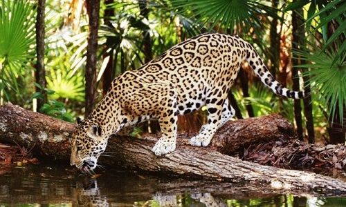 “la maloca de los jaguares”