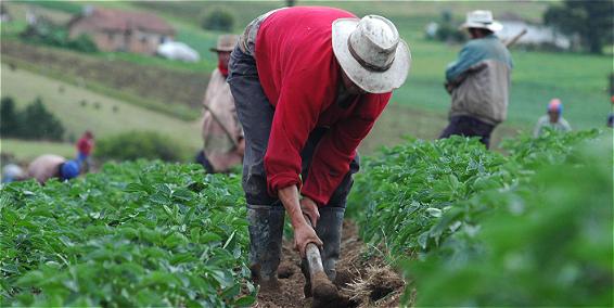 Agro colombiano