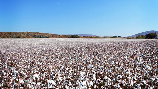 Monocultivo de algodón