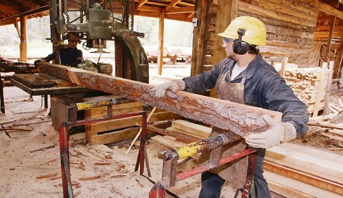 Un maderero añade valor a los árboles al talarlos y aserrarlos Un maderero añade valor a los árboles al talarlos y aserrarlos