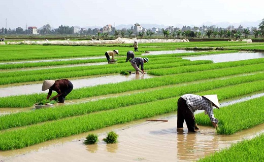 Cultivos de arroz en el delta del río Yang-Tse