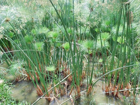 Papiro  Planta acuática perteneciente a la familia de las ciperáceas