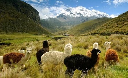 Alpacas de los andes peruanos