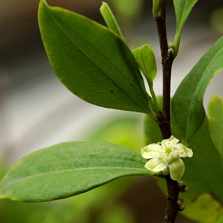  Hoja de coca