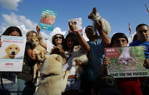 colectivo animalista