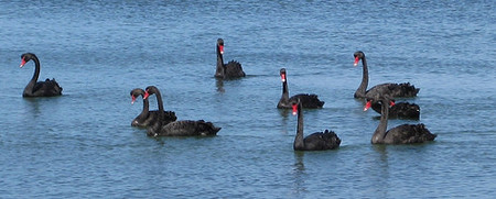 Cisnes negros