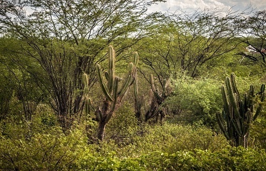 Bosques de Caatinga