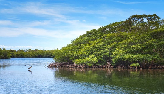 Manglar