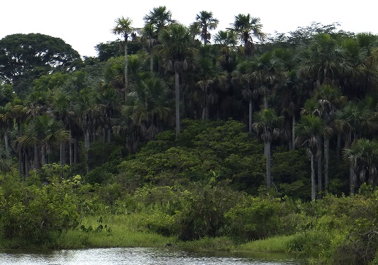 Selva en la Orinoquía, Colombia.