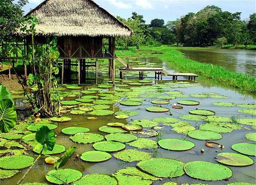 Cada paisaje adquiere características particulares, de acuerdo con sus elementos. Reserva natural Flor de loto, Leticia, Amazonas, Colombia