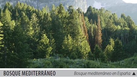 Bosque mediterráneo