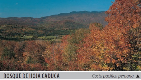 Bosque de hoja caduca