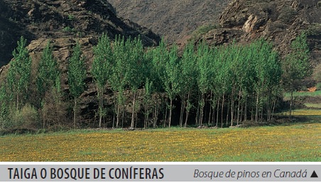 Taiga o bosque de coníferas