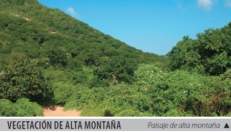 Vegetación de alta montaña