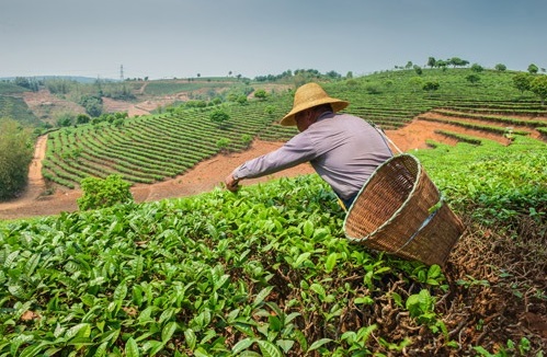 Ecosistemas agropecuarios