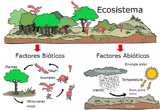 Factores que constituyen los ecosistemas