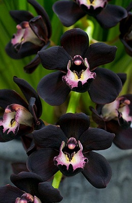 Orquídea negra la flor nacional de Belice