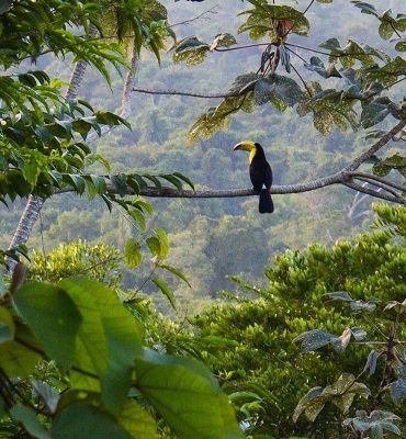 Tucán Pico de quilla. Ave Nacional de Belice