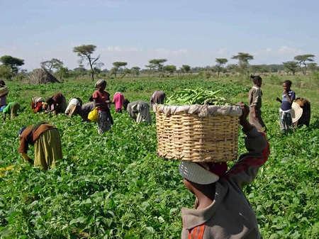 Alrededor de un tercio de los brasileños se dedica a la agricultura