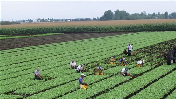 Agricultura