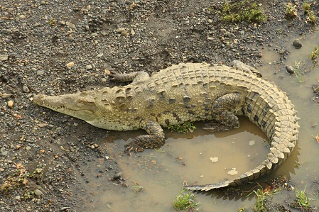 El lagarto americano 