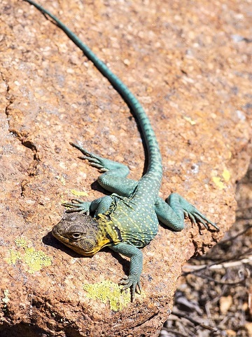 El lagarto con collar 