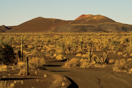 Desierto de Sonora