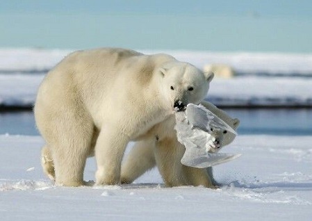 Los osos polares