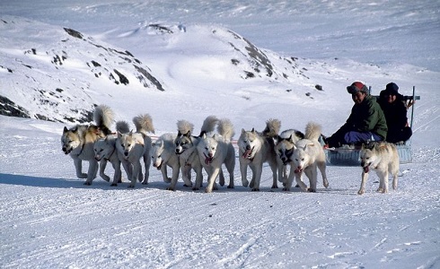 Inuits en un qamutik (trineo de perros)