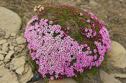 La Saxifraga púrpura