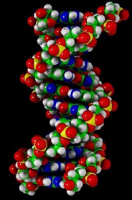 Representación de una molécula de ADN en 1947