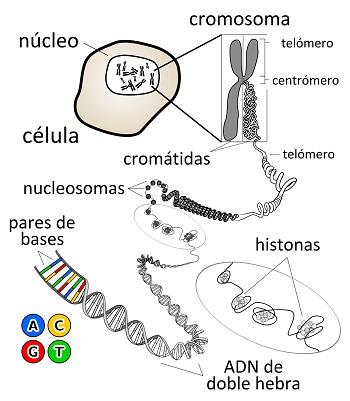 cromosomas