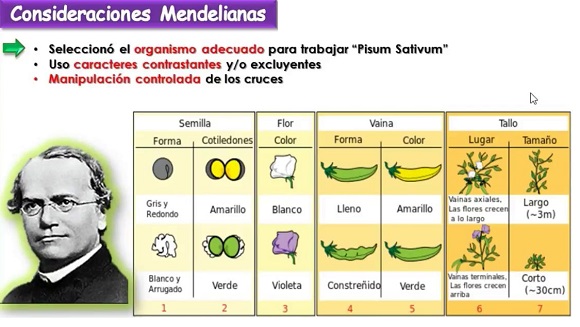 Mendel y la Pisum sativum