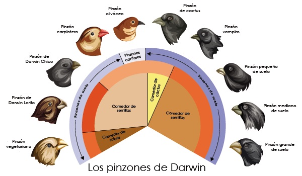 Los pinzones de Darwin