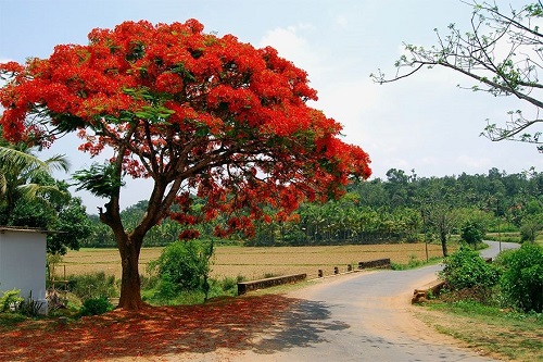 Framboyán de Nicaragua