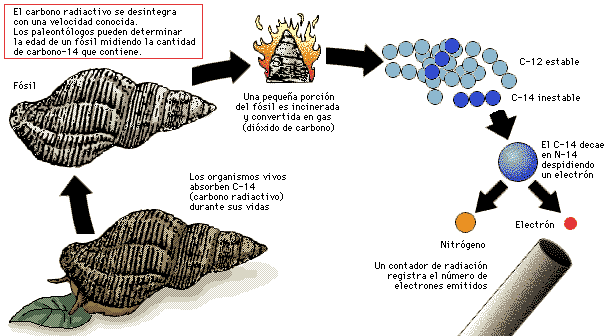 Método del carbono 14