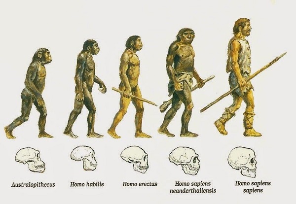 Evolución de los homínidos Evolución de los homínidos