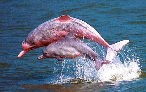 Delfín rosado del Amazonas