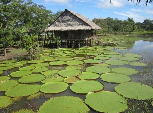 Lotos de la Amazonía