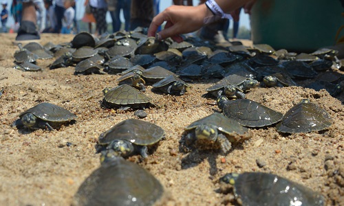 Tortugas charapas