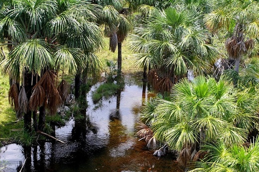 Palmas de cananguchillo