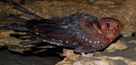 Los Guácharos, pájaros propios de Sudamérica.