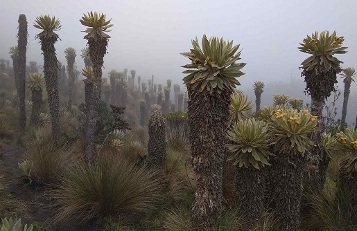 Frailejón arbóreo ramificado