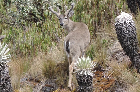 Venado Cola Blanca