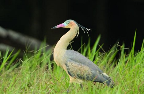 La serranía de la Macarena es una de las regiones con mayor riqueza de especies de aves en Colombia