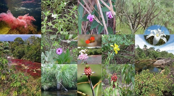 Vegetación y flora del Parque Nacional Natural Sierra de La Macarena