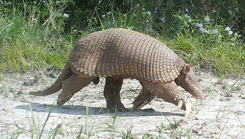 El cachicamo gigante es una especie de armadillo