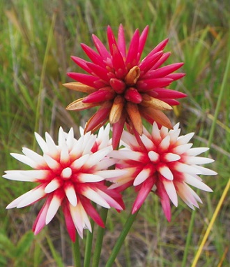 La flor de Inírida